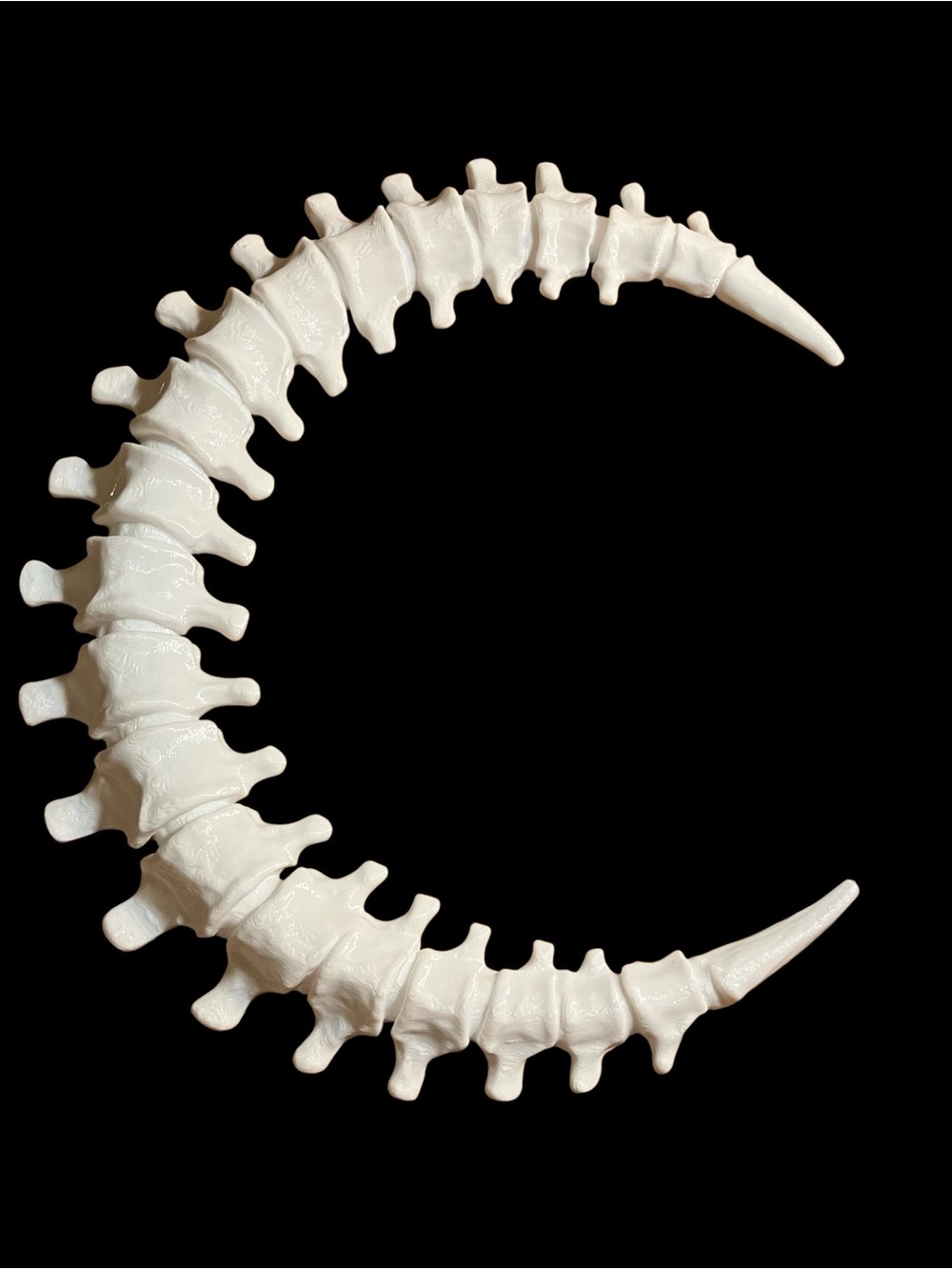 3D Printed White Spine Vertebrae Bone Crescent Moon Decor